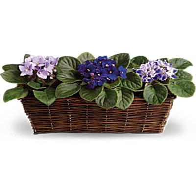 African Violets